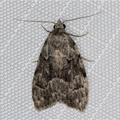 Nola tetralopha at Melba, ACT - 30 Dec 2024 11:46 PM