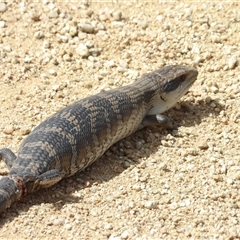 Tiliqua scincoides scincoides (Eastern Blue-tongue) at Budawang, NSW - 29 Dec 2024 by MatthewFrawley