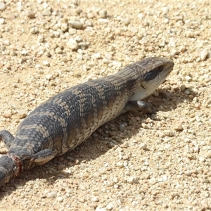 Tiliqua scincoides scincoides (Eastern Blue-tongue) at Budawang, NSW by MatthewFrawley