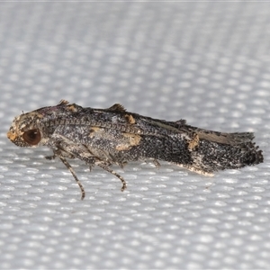 Epermeniidae (family) (Fringe tufted (Shark) moths) at Melba, ACT by kasiaaus