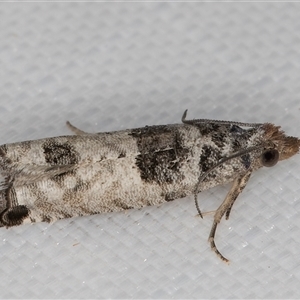 Spilonota constrictana at Melba, ACT - 31 Dec 2024