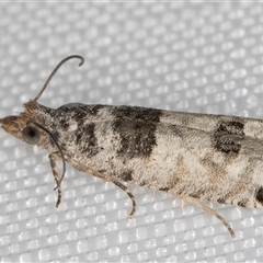 Spilonota constrictana at Melba, ACT - 31 Dec 2024