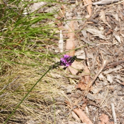 Cullen microcephalum (Dusky Scurf-pea) at Rendezvous Creek, ACT - 31 Dec 2024 by DavidDedenczuk
