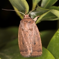 Proteuxoa porphyrescens (Red Noctuid) at Melba, ACT - 31 Dec 2024 by kasiaaus