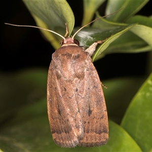 Proteuxoa porphyrescens (A Noctuid moth) at Melba, ACT by kasiaaus