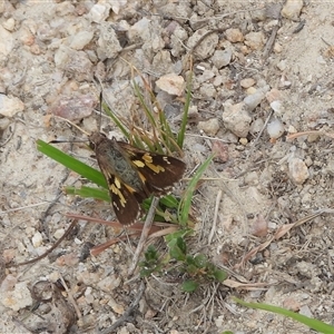 Trapezites phigalioides at Rendezvous Creek, ACT - 31 Dec 2024 01:15 PM