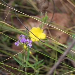 Glycine clandestina at Rendezvous Creek, ACT - 31 Dec 2024 by DavidDedenczuk