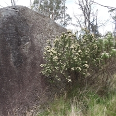 Cassinia aculeata subsp. aculeata (Dolly Bush, Common Cassinia, Dogwood) at Rendezvous Creek, ACT - 31 Dec 2024 by DavidDedenczuk