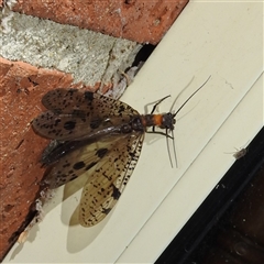 Archichauliodes (Riekochauliodes) guttiferus at Kambah, ACT - 31 Dec 2024