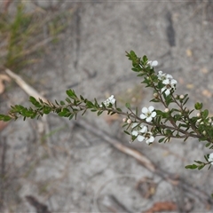 Baeckea utilis (Mountain Baeckea) at Rendezvous Creek, ACT - 31 Dec 2024 by DavidDedenczuk