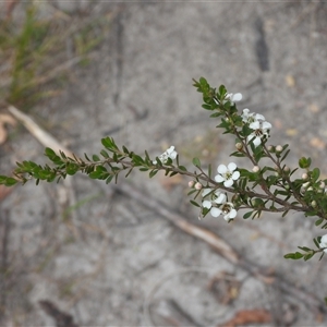 Baeckea utilis at Rendezvous Creek, ACT - 31 Dec 2024 01:23 PM