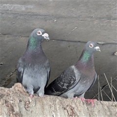 Columba livia (Rock Dove (Feral Pigeon)) at Kambah, ACT - 31 Dec 2024 by HelenCross