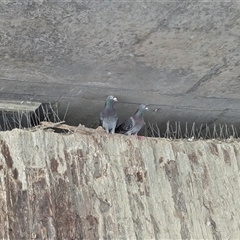 Columba livia at Kambah, ACT - 31 Dec 2024 10:05 AM