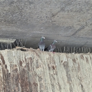 Columba livia at Kambah, ACT - 31 Dec 2024