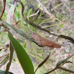 Goniaea carinata (Black kneed gumleaf grasshopper) at Rendezvous Creek, ACT - 31 Dec 2024 by DavidDedenczuk