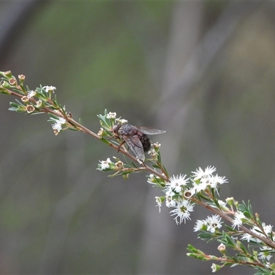 Unidentified True fly (Diptera) at Rendezvous Creek, ACT - 31 Dec 2024 by DavidDedenczuk