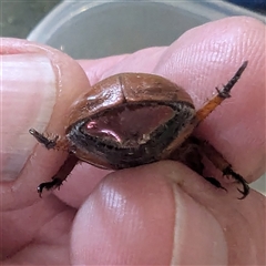 Anoplognathus porosus (Porosus Christmas beetle) at Kambah, ACT - 31 Dec 2024 by HelenCross