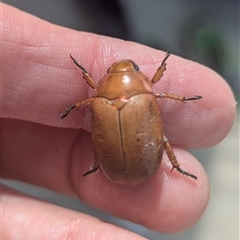 Anoplognathus porosus at Kambah, ACT - 31 Dec 2024