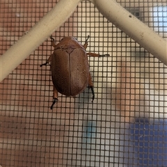 Anoplognathus porosus at Kambah, ACT - suppressed