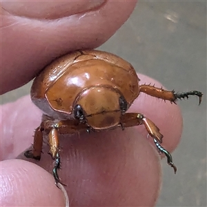 Anoplognathus porosus at Kambah, ACT - 31 Dec 2024