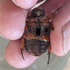 Anoplognathus porosus at Kambah, ACT - suppressed