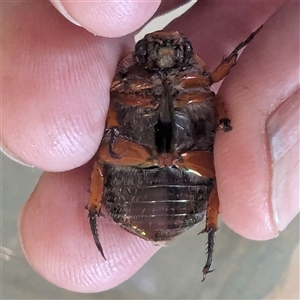 Anoplognathus porosus at Kambah, ACT - 31 Dec 2024