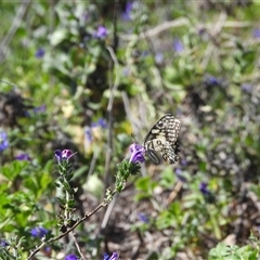 Papilio demoleus (Chequered Swallowtail) at Kenny, ACT - 7 Sep 2024 by DavidDedenczuk