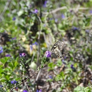 Papilio demoleus at Kenny, ACT - 7 Sep 2024