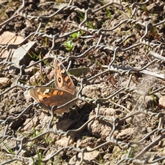 Junonia villida (Meadow Argus) at Kenny, ACT - 7 Sep 2024 by DavidDedenczuk