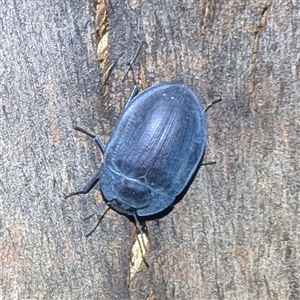 Pterohelaeus piceus (Pie-dish beetle) at Kambah, ACT by HelenCross