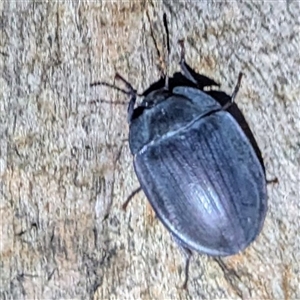 Pterohelaeus piceus at Kambah, ACT - 16 Dec 2024