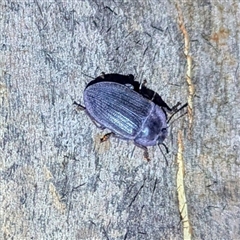 Pterohelaeus hirtus (Pie-dish beetle) at Kambah, ACT - 16 Dec 2024 by HelenCross