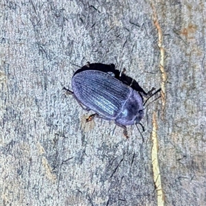 Pterohelaeus hirtus (Pie-dish beetle) at Kambah, ACT by HelenCross