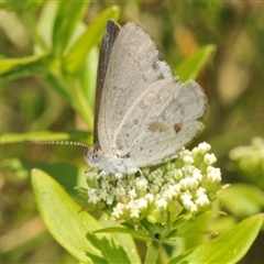 Zizina otis (Common Grass-Blue) at Tianjara, NSW - 30 Dec 2024 by Harrisi