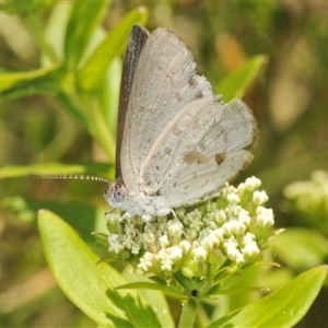 Zizina otis (Common Grass-Blue) at Tianjara, NSW by Harrisi