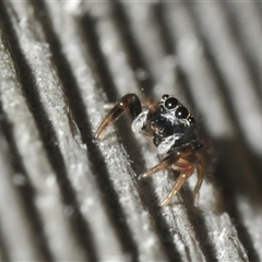 Salticidae (family) at Bendalong, NSW - 29 Dec 2024 by Harrisi