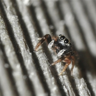 Salticidae (family) (Jumping spider) at Bendalong, NSW - 30 Dec 2024 by Harrisi