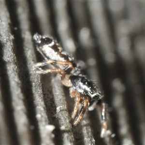 Salticidae (family) at Bendalong, NSW - 30 Dec 2024 10:33 AM