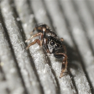 Salticidae (family) at Bendalong, NSW - 30 Dec 2024 10:33 AM