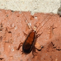 Unidentified Cockroach (Blattodea, several families) at Kambah, ACT - 31 Dec 2024 by HelenCross