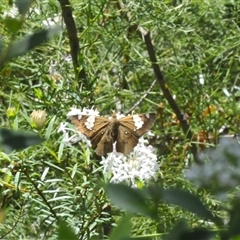 Netrocoryne repanda at Tianjara, NSW - 30 Dec 2024 11:58 AM