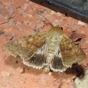 Helicoverpa punctigera (Native Budworm) at Kambah, ACT by HelenCross