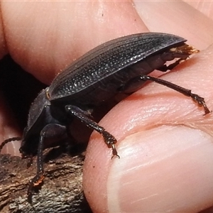 Pterohelaeus hirtus (Pie-dish beetle) at Kambah, ACT by HelenCross