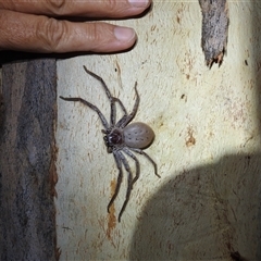 Isopeda canberrana (Canberra Huntsman Spider) at Kambah, ACT - 31 Dec 2024 by HelenCross