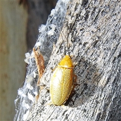 Ellipsidion humerale (Common Ellipsidion) at Kambah, ACT - 31 Dec 2024 by HelenCross