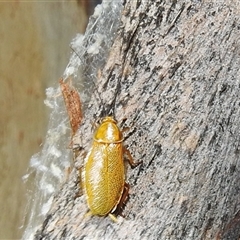 Ellipsidion humerale at Kambah, ACT - 31 Dec 2024 11:25 PM