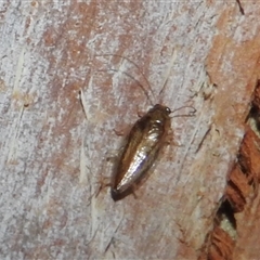 Ectobiidae sp. (family) (Cockroach) at Kambah, ACT - 31 Dec 2024 by HelenCross