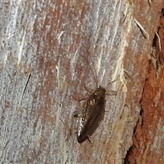 Ectobiidae sp. (family) at Kambah, ACT - 31 Dec 2024