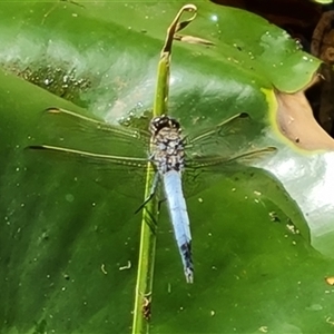 Orthetrum caledonicum (Blue Skimmer) at Adelaide, SA by Mike