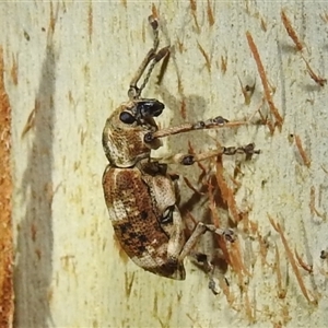 Pelororhinus transversus (A weevil) at Kambah, ACT by HelenCross